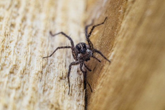 Portrait of Fiddleback spider, Violin spider or Brown hermit spider (Loxosceles reclusa). Poisonous arthropod on a wooden surface. View from the top. Wildlife with selective focus.