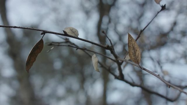 A shot of smoke drifting accross a branch of dead leaves.