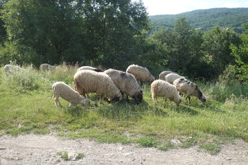 Sheep graze the grass. Transcarpathia