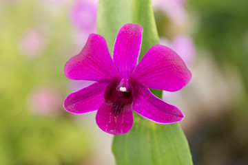 Purple Dendrobium orchid with green leaves 