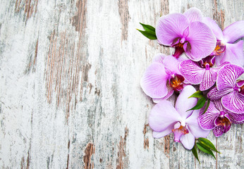 Pink orchids flowers
