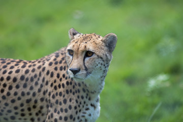 Cheetah. Beautiful African wildlife big cat portrait image