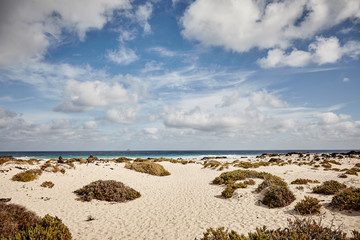 Tussocks of vegetation on a beach in Lanzerote