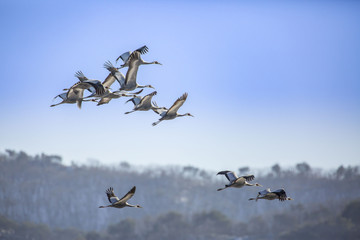 두루미의 겨울나기