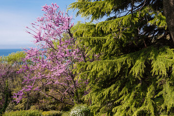 beautiful pink flowering tree and green pine against the blue sky
