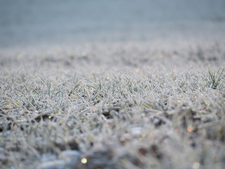 Frozen grass cold morning close up  blur bokeh