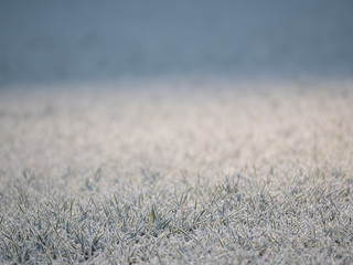 Frozen grass cold morning close up blur bokeh