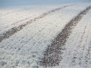 Frozen grass tire track cold morning close up