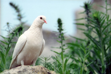 Portrait of white pigeon standing