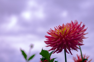 Obraz premium ダリア