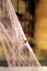 Spinne