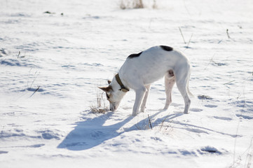 Mixed breed white dog with black spots standing on a fresh snow and sniffing around while hunting on wild rodents.