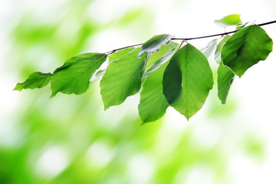 Green spring leaves of beech on natural blurred background.