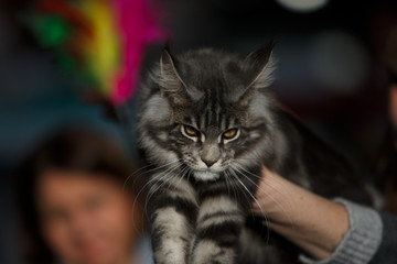 Norwegian Forest Cat