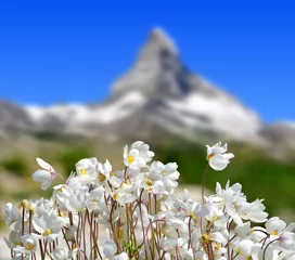 Fototapete Matterhorn Wildflower on mountain meadow in the background mount Matterhorn. Pennine Alps,Switzerland.