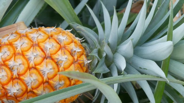 Pineapple plantation with ripe growing pineapple close up view