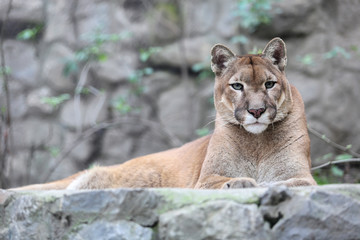 Mountain lion laying on rocky pedestal in zoo