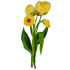 Tulips bouquete painted isolated on white background with space for text