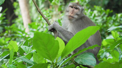 Monkey macaque in the rain forest. Monkeys in the natural environment. Bali, Indonesia. Long-tailed macaques, Macaca fascicularis.