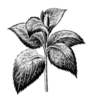 Mint plant isolated on white.