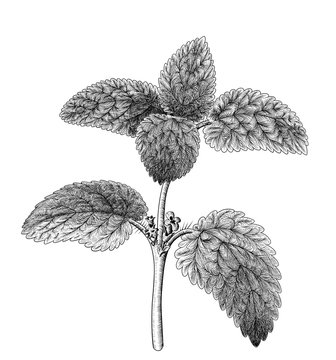 Melissa plant with leaves and flowers. Detailed illustration isolated on white background.