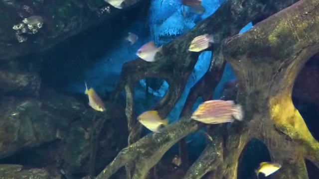Tropical fishes swims in water in aquarium. Many colored underwater inhabitants moving in different directions.