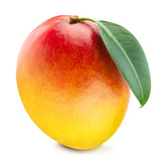 Mango leaf isolated