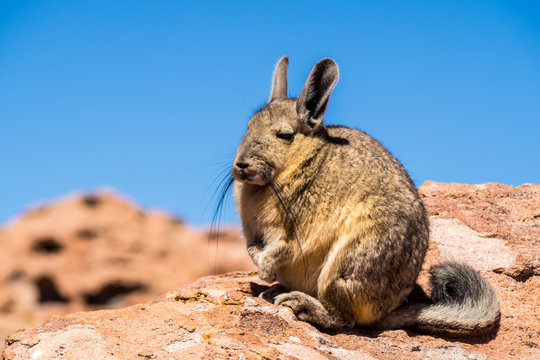 Viscacha Images – Browse 748 Stock Photos, Vectors, and Video | Adobe Stock