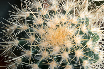 Golden barrel cactus or echinocactus grusonii close-up