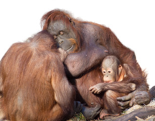 Orangutan family 2 © sanedor
