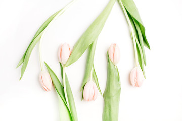 Pink tulip flowers isolated on white background. Flat lay, top view. Minimal floral concept.