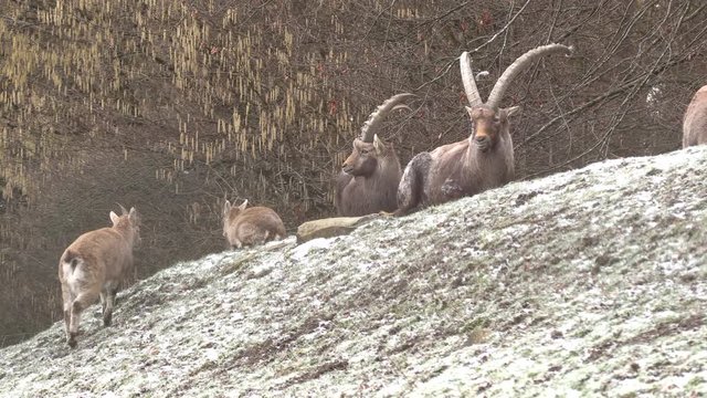 Group Alpine ibex in the meadow
