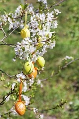Easter Eggs Hanging on a Cherry Blooming Tree