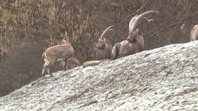 Group Alpine ibex in the meadow_1