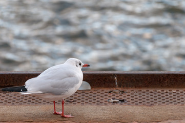 Lachmöwe  trotzt dem Wind, auf einem Anleger im Hamburger Hafen bei Tageslicht selektiver Fokus.