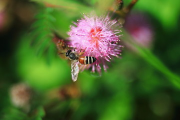 bee feeding on pink grass flower