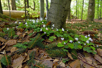 Fr&uuml;hling im Wald