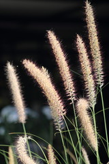 grass flower macro
