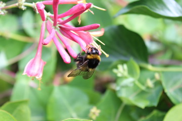 Hummel