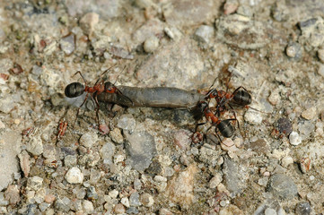 Red wood ants with larva (Formica rufa)