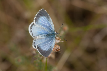 Holly blue (Celastrina argiolus)
