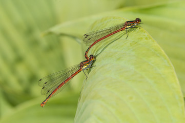 Large red damselflies mating (Pyrrhosoma nymphula)