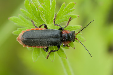 Soldier beetle (Cantharis fusca)
