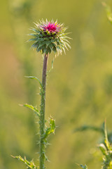 blossoming milk thistle against the background of green grass, selective focus