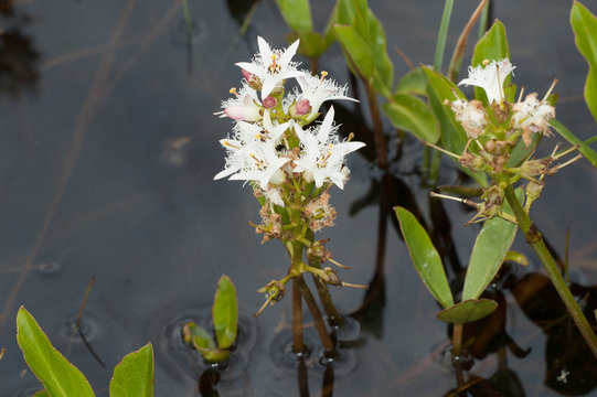 White flowers (Menyanthes trifoliata) in water