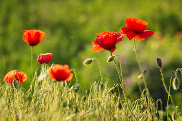 flowering poppies in the meadow in the backlight
