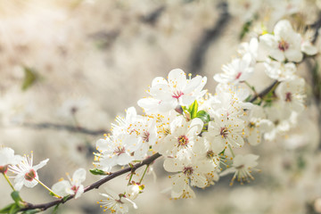 Spring background art with white cherry blossom