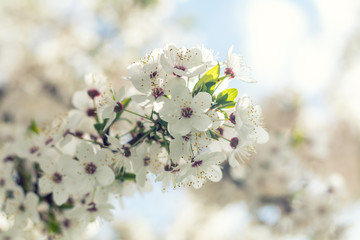 Sunny day. Spring flowers. Abstract blurred background. Shallow depth of field.