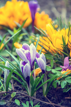  flowers crocuses on bokeh background in sunny spring forest under sunbeams