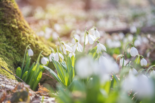 Sunrise light on the white tender snowdrops in the spring forest.
